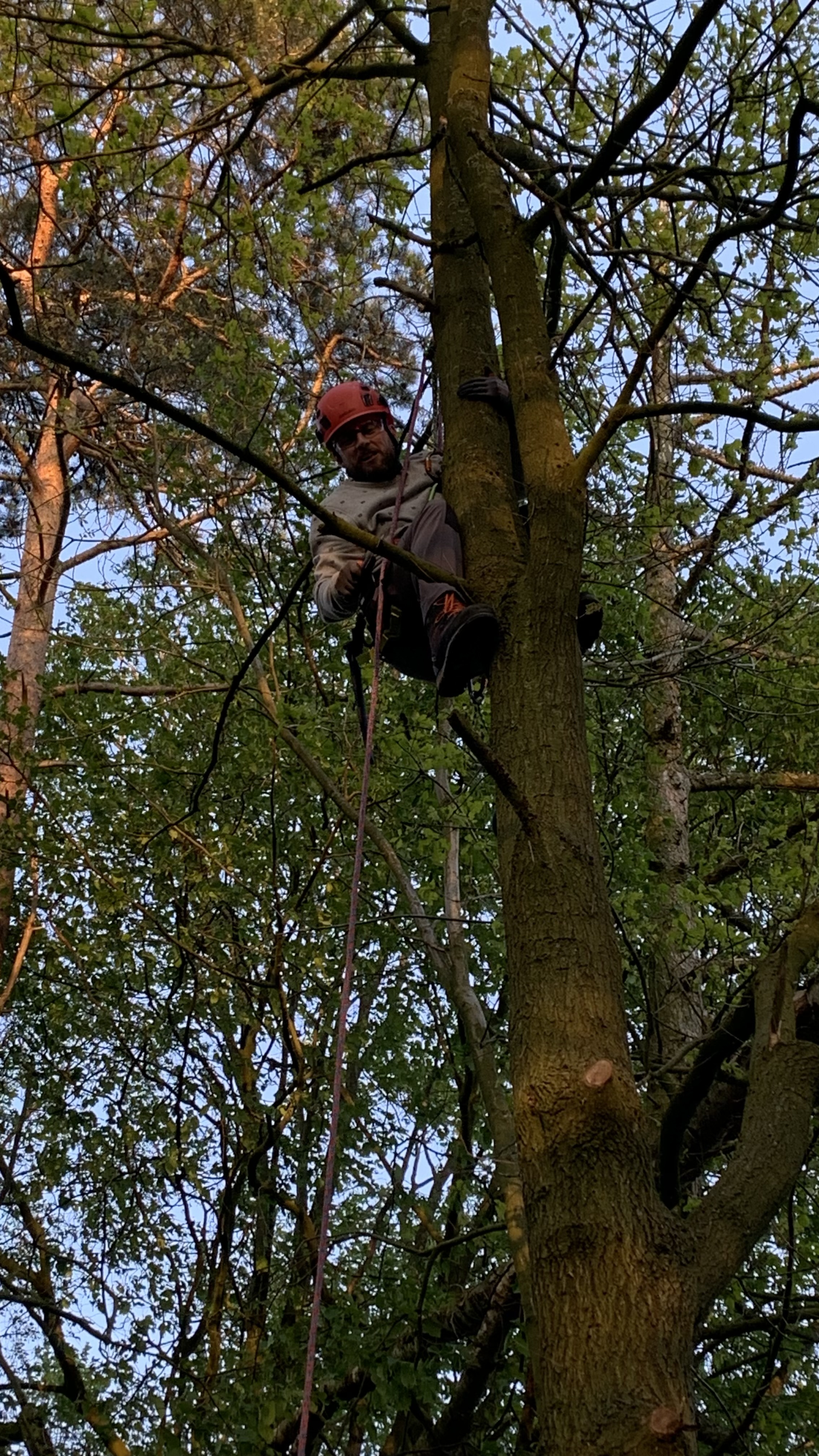 Boomverzorger klimt in hoge boom met klimuitrusting