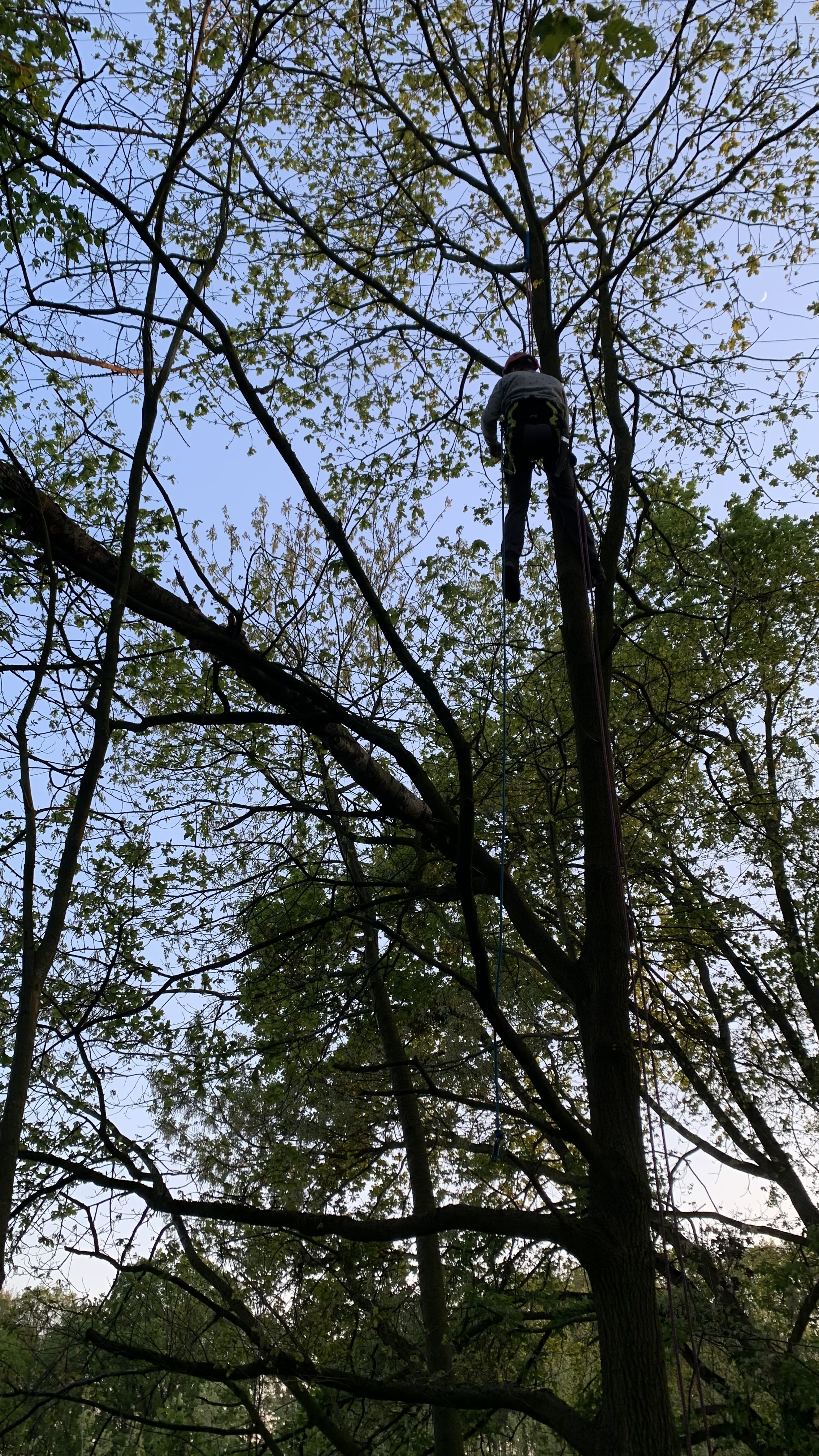 Boomverzorger hoog in de boom in actie