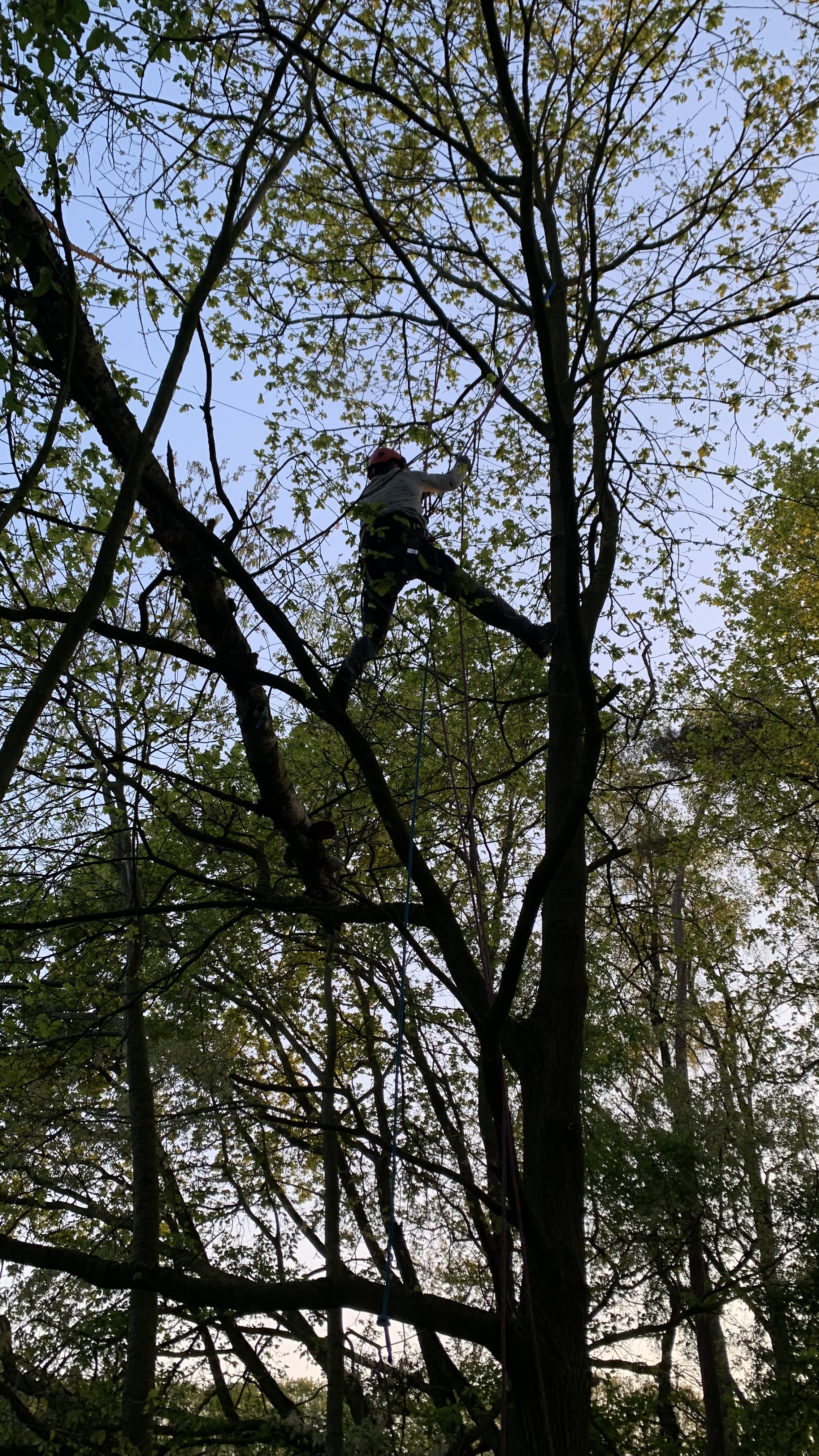 Klimmer bij snoeiwerk in boomkroon